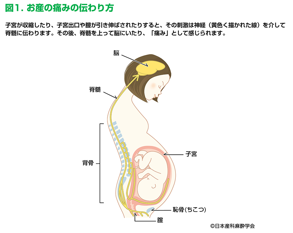 Q1 どうしてお産は痛いのですか 一般社団法人 日本産科麻酔学会